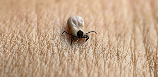 Bild: RRF - Fotolia Bild zu Borreliose und FSME - Serologie nach jedem Zeckenstich?