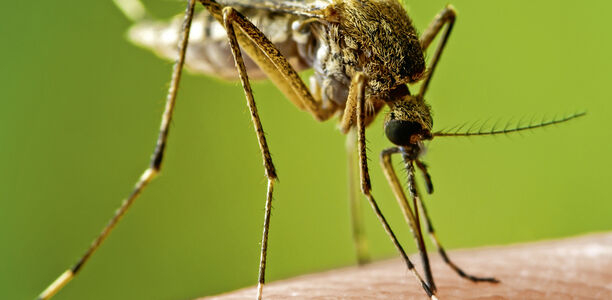 Bild zu Welt-Malaria-Tag - Mehr Engagement bei der Bekämpfung der Malaria dringend notwendig
