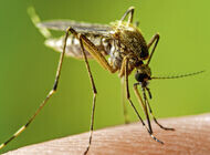 Bild zu Welt-Malaria-Tag - Mehr Engagement bei der Bekämpfung der Malaria notwendig