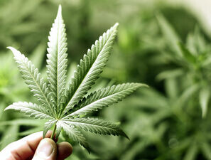 Bild zu Cannabis-Legalisierung - Werden Minderjährige zum Konsum verleitet?