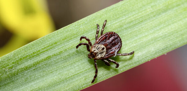 Bild: spritnyuk - stock.adobe.com Bild zu Antibiotika-Serie der YoungDGPI - Therapeutisches Vorgehen bei Borreliose