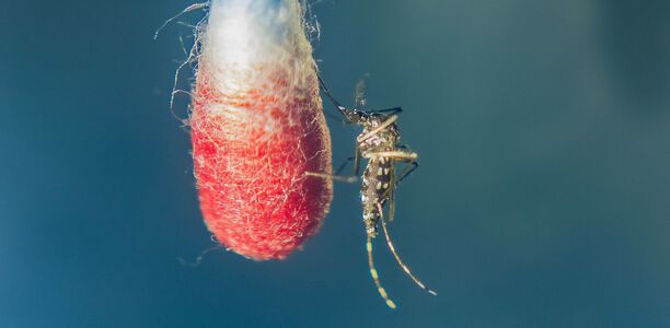 Bild zu Tropenkrankheiten - Dengue –  Epidemiologie, Klinik, Therapie und Prophylaxe