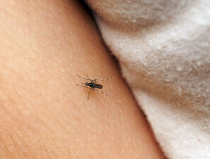 Bild zu Malaria im Praxisalltag - Worauf Kinderärztinnen und Kinderärzte achten sollten