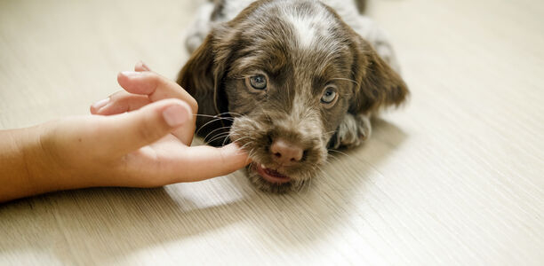 Bild zu Antibiotika-Serie der YoungDGPI - Ambulante Versorgung von Tierbissverletzungen