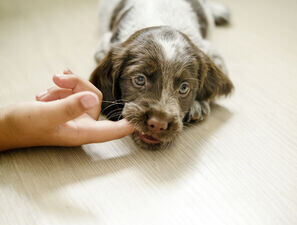 Bild zu Antibiotika-Serie der YoungDGPI - Ambulante Versorgung von Tierbissverletzungen