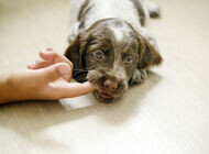 Bild zu Antibiotika-Serie der YoungDGPI - Ambulante Versorgung von Tierbissverletzungen